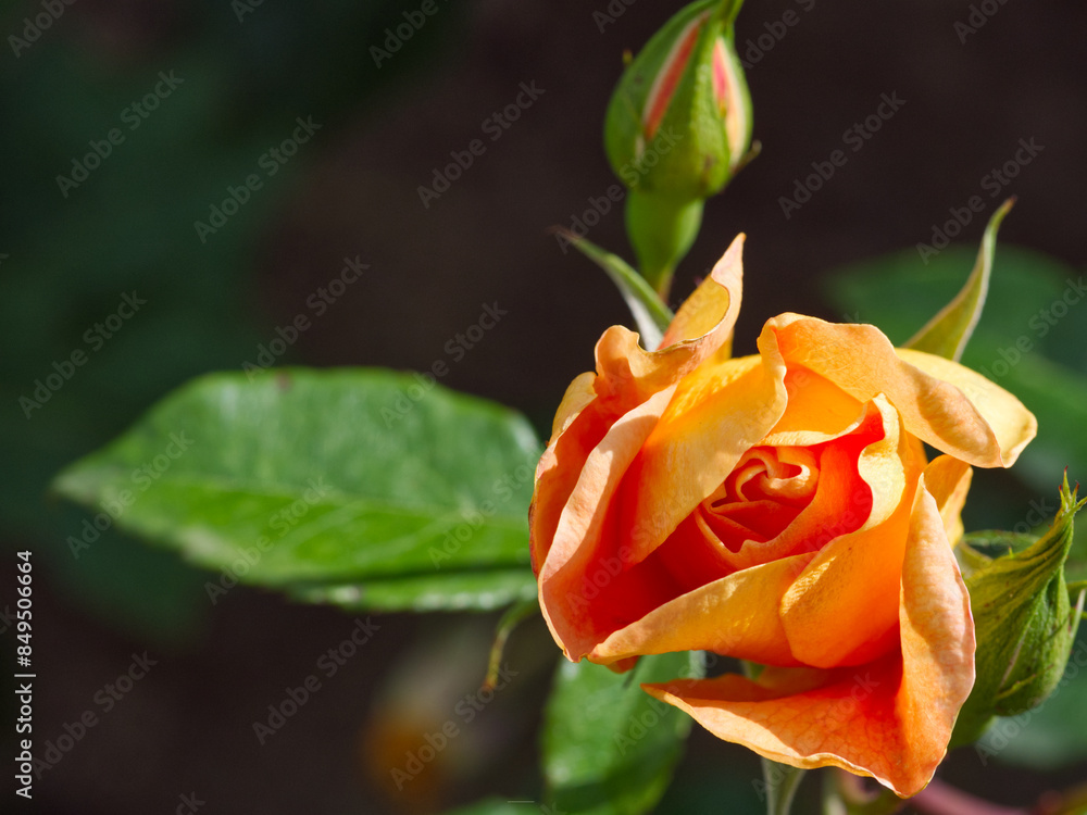 orange rose on green background orange rose on green background