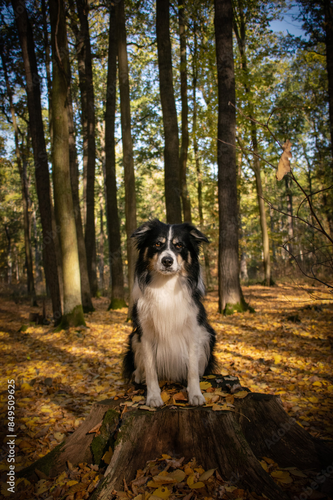 Autumn portrait of border collie in leaves. He is so cute in the leaves. He has so lovely face.
Autumn portrait of border collie in leaves. He is so cute in the leaves. He has so lovely face.