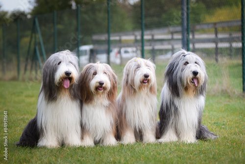 Photography Group of bearded collies is sitting in nature