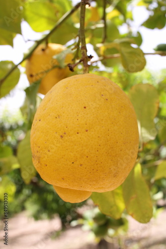Close up of lemon on lemon tree