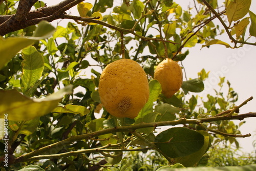 Close up of lemon on lemon tree