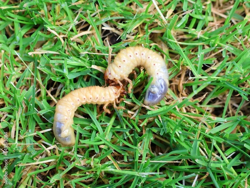 Photography Grubs on the grass. Larvae of the cockchafer.