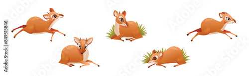 Brown Dik-dik as African Small Antelope with Horns in Different Pose Vector Set