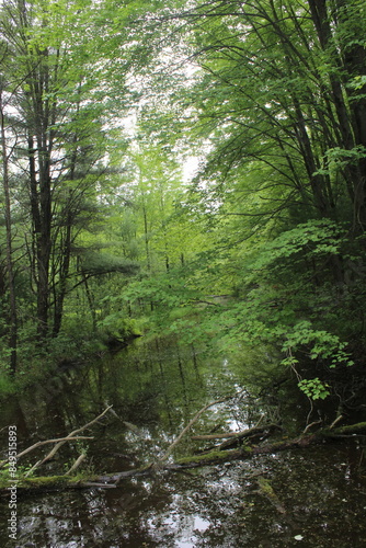 river in the woods