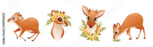Brown Dik-dik as African Small Antelope with Horns in Different Pose Vector Set