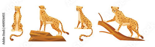 Cheetah as African Large Cat with Long Tail and Black Spots on Coat Vector Set