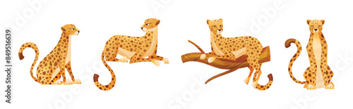 Cheetah as African Large Cat with Long Tail and Black Spots on Coat Vector Set