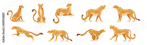 Cheetah as African Large Cat with Long Tail and Black Spots on Coat Vector Set