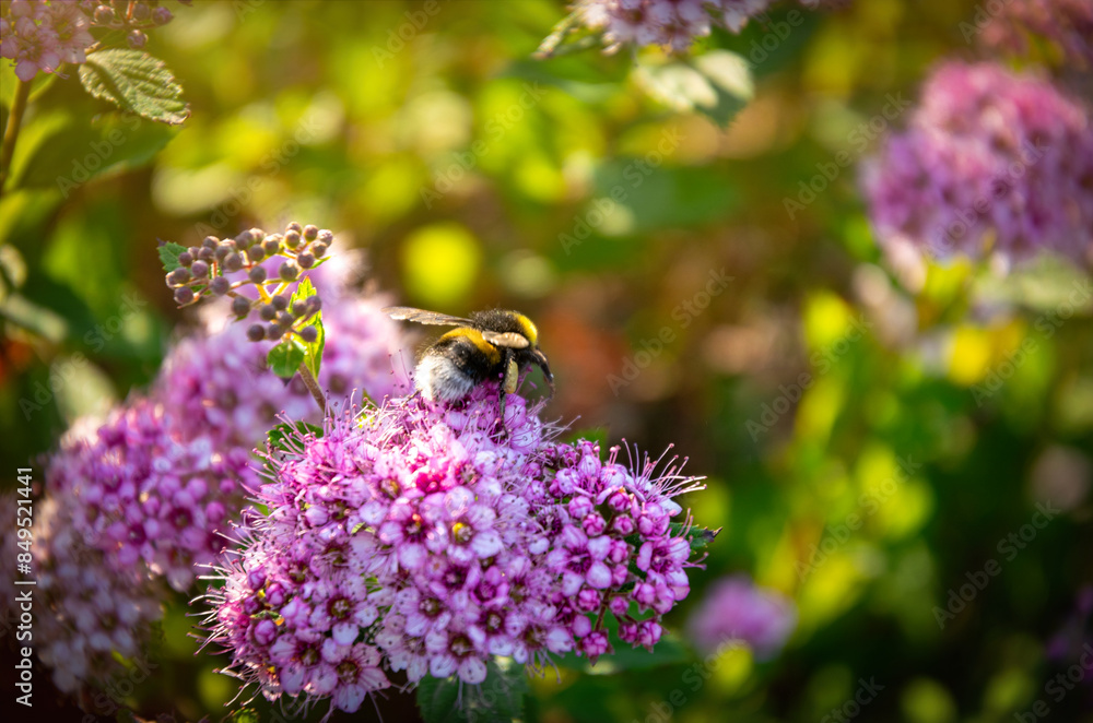 Bumblebee collects nectar on spiraea flower Bumblebee collects nectar on spiraea flower