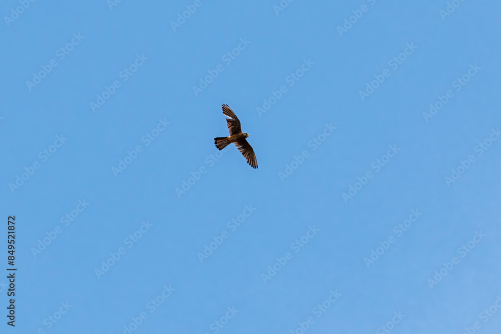 A kestrel flies with outstretched wings in the blue sky A kestrel flies with outstretched wings in the blue sky