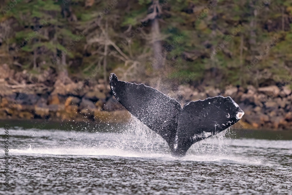 Fototapeta premium Humpback whale tail emerging from the water near a rocky shoreline