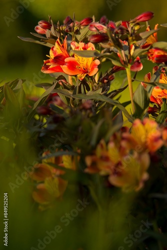Alstremeria ogrodowa