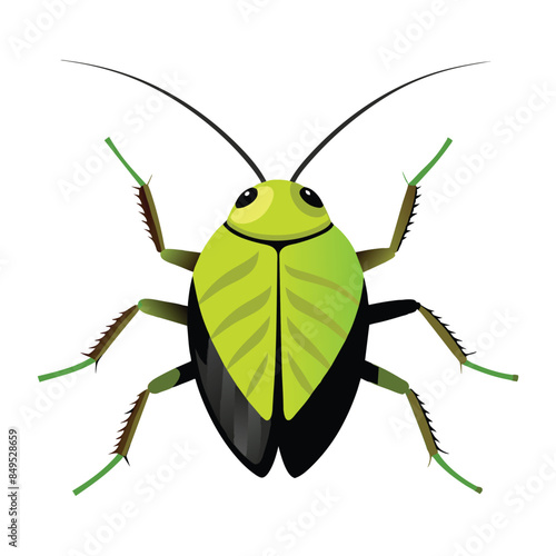 green shield bug isolated on white