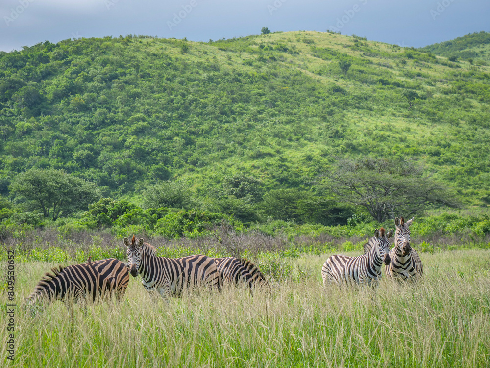 Naklejka premium Zèbres dans la réserve d'Addo en Afrique du Sud