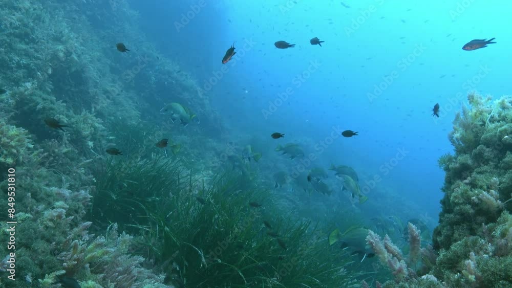 Underwater scene - Mediterranean sea reef Underwater scene - Mediterranean sea reef