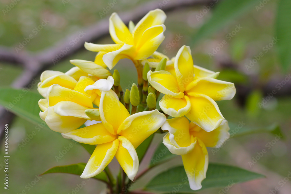Plumeria or frangipani flower. Tropical tree Plumeria or frangipani flower. Tropical tree