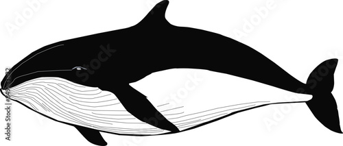 Print humpback whale silhouette design Whale icon set. Cartoon set of whale vector icons for web design Group of sea creatures Humpback whales Sea life, whales, dolphins icons