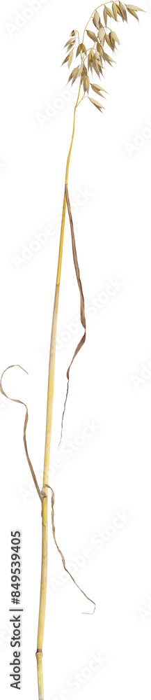 Side view of Oat plant - Avena Sativa Side view of Oat plant - Avena Sativa