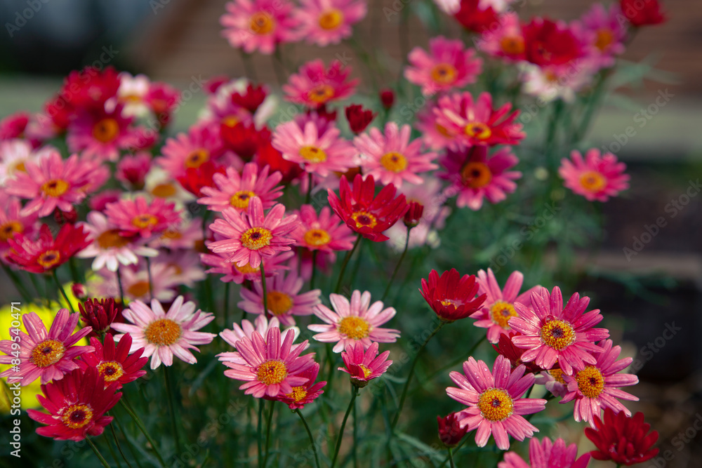 A close-up view of pink and red daisies blooming in a garden during the daytime. A close-up view of pink and red daisies blooming in a garden during the daytime.
