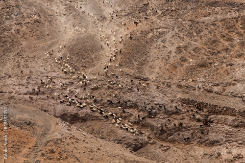Agriculture of Gran Canaria - a large group of goats and sheep are moving across a dry landscape, between Galdar and Agaete municipalities

