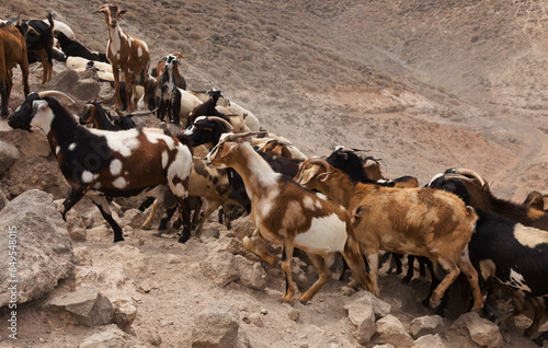 Agriculture of Gran Canaria - a large group of goats and sheep are moving across a dry landscape, between Galdar and Agaete municipalities
 photo