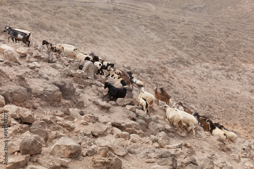 Agriculture of Gran Canaria - a large group of goats and sheep are moving across a dry landscape, between Galdar and Agaete municipalities
 photo