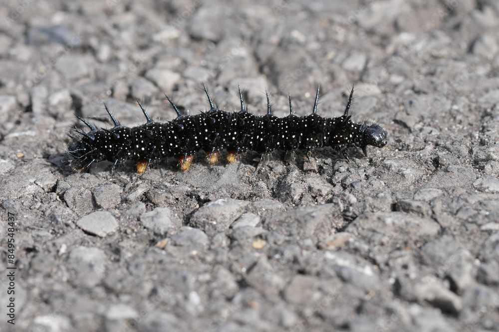 Closeup on the black spiky caterpillar of the European peacock butterfly crossing a road Closeup on the black spiky caterpillar of the European peacock butterfly crossing a road