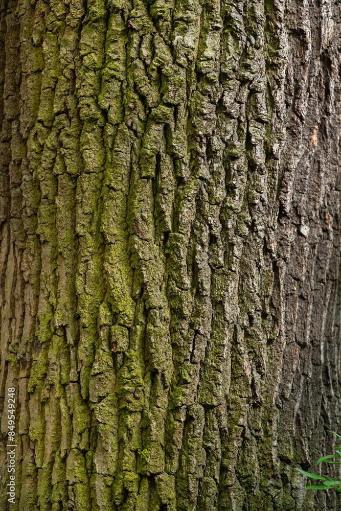 Huge oak bark texture close up. Huge oak bark texture close up.