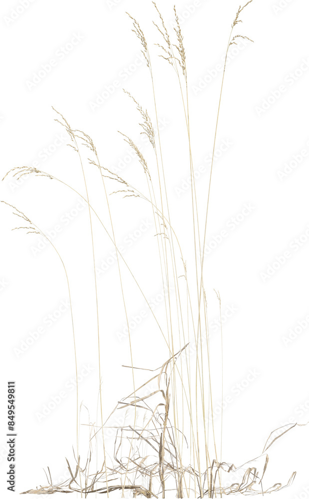 Obraz premium Side view of Meadow Grass plant