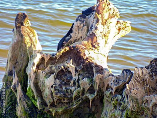 Vecchio tronco d'albero marcio sulla spiaggia di Eloro
 479 photo