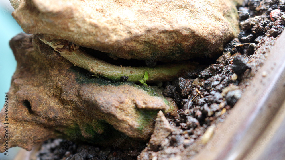 Fototapeta premium A rock in a pot