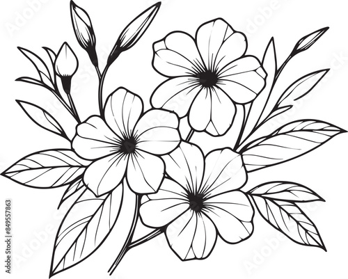 Allamanda cathartica pencil art, Black and white outline vector coloring page and book for adults and children flower Allamanda, with leaves hand drawn engraved ink illustration artistic design