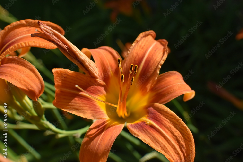 Obraz premium Daylily Flower