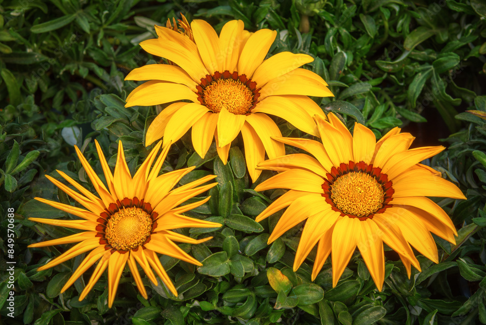 Gazania, a flower with large, daisy-like composite flowerheads in brilliant shades of yellow and orange Gazania, a flower with large, daisy-like composite flowerheads in brilliant shades of yellow and orange