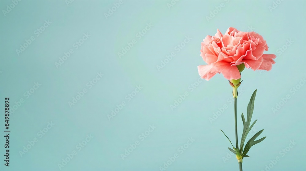 Carnation, isolated on a pastel background for blank background graphic resources Carnation, isolated on a pastel background for blank background graphic resources