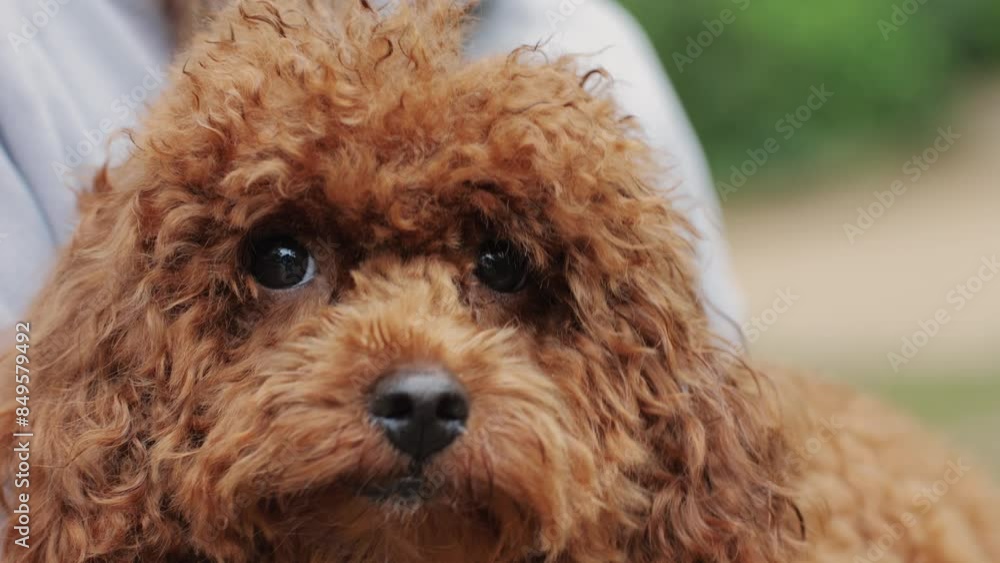 A brown poodle with fluffy coat is being held outdoors, showcasing its adorable features