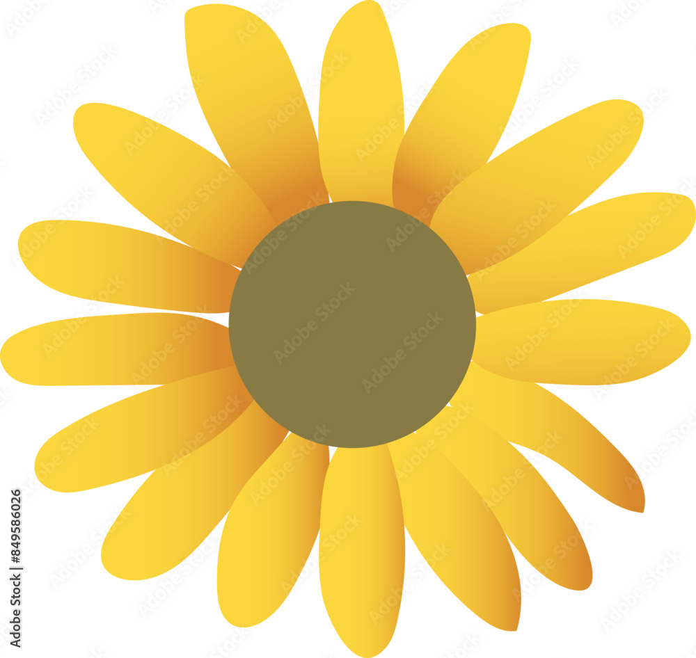 illustration of chamomile and chrysanthemum flower illustration of chamomile and chrysanthemum flower