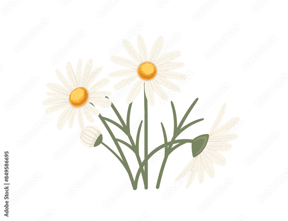 Chamomile flower in bloom vector illustration isolated on white background Chamomile flower in bloom vector illustration isolated on white background