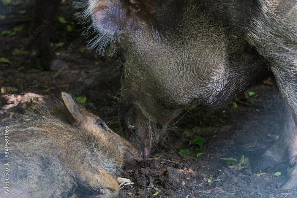 Wild boar - Sus scrofa - in the forest and by the in its natural habitat. Photo of wild nature. Wild boar - Sus scrofa - in the forest and by the in its natural habitat. Photo of wild nature.