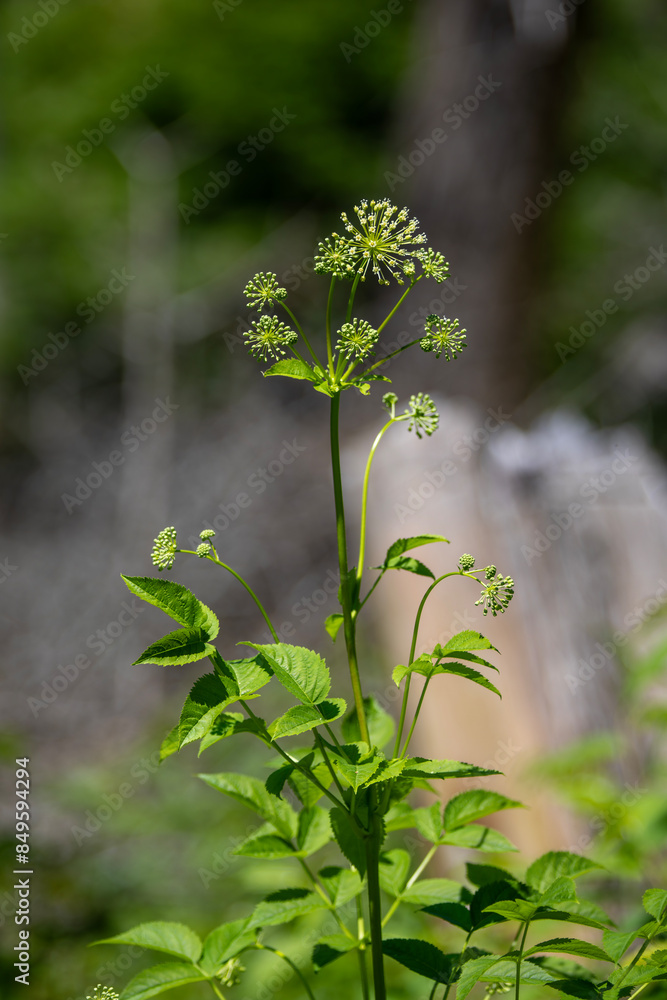Dwarf elder plant growing in an Ontario forest.