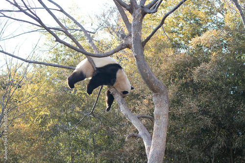 Close up Happy Panda , Fu Bao, in Everland, South Korea photo