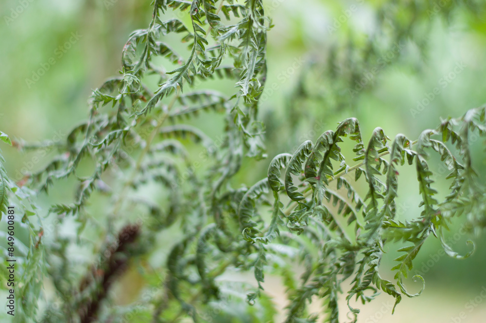 Fotografie Dry and hot weather. Wilted plants in extreme heat