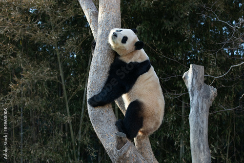 Close up Happy Panda , Fu Bao, Having Fun on the High Tree, in Everland, South Korea photo