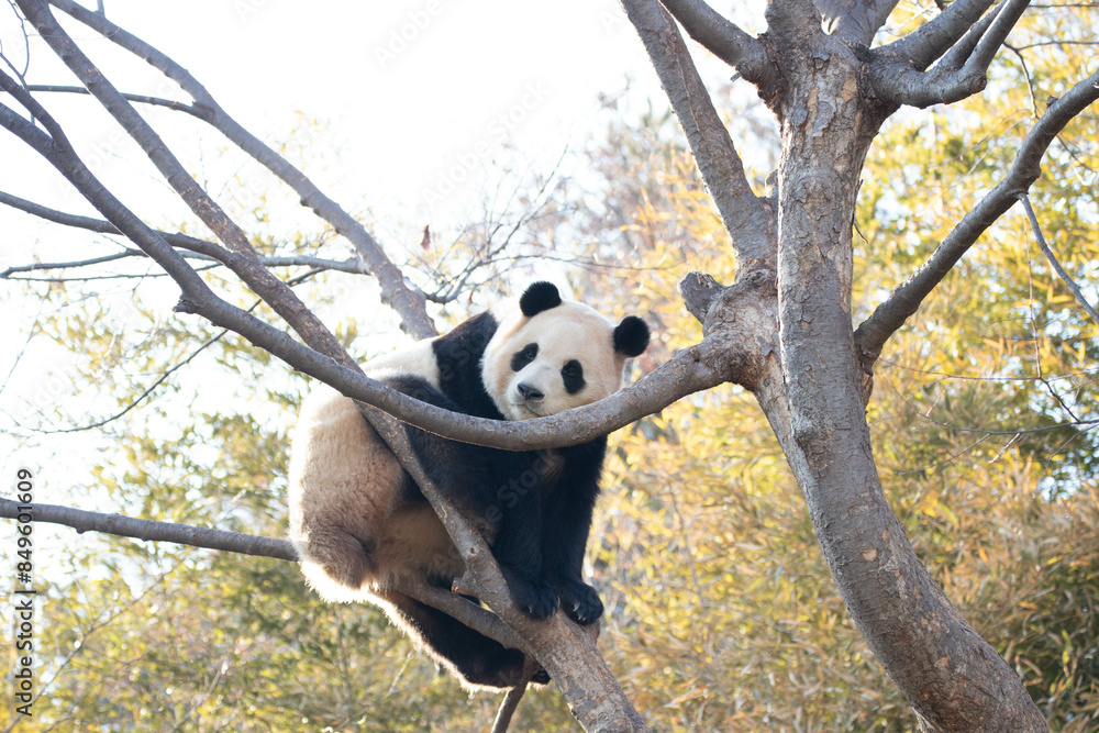 Fototapeta premium Close up Happy Panda , Fu Bao, Having Fun on the High Tree, in Everland, South Korea