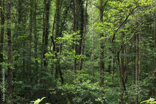 Photos Lush Green Forest in Daylight with a variety of plants and trees in a natural en