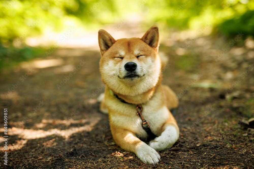 A funny Shiba Inu dog lies on a forest path with closed eyes. A funny Shiba Inu dog lies on a forest path with closed eyes.
