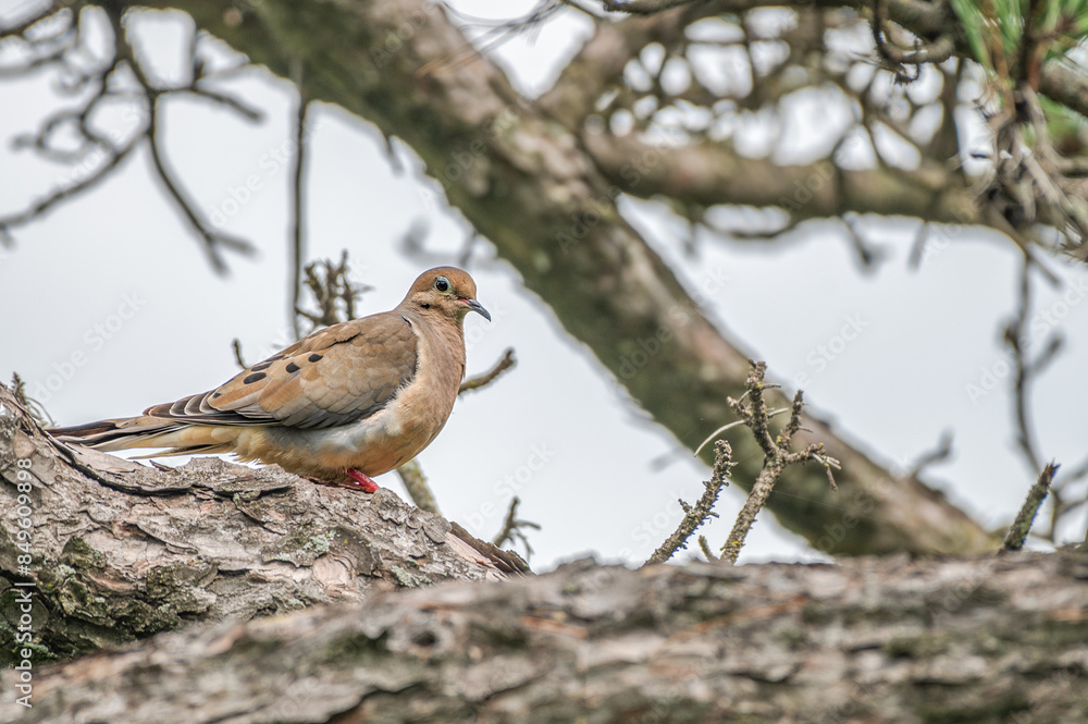 Closeup of a mourning dove perched in a tree. Closeup of a mourning dove perched in a tree.