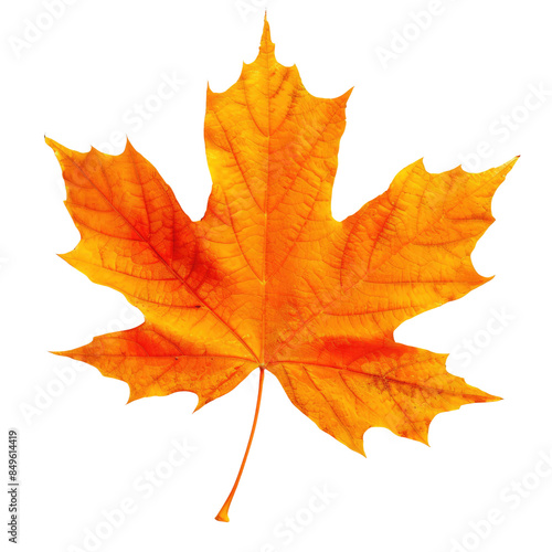Bright orange maple leaf with detailed veins on solid white background, single object 