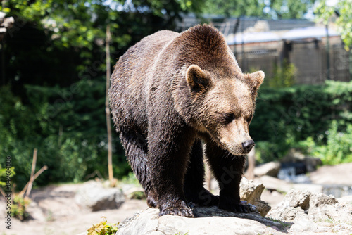Wallpaper Mural Animal, Bear Torontodigital.ca