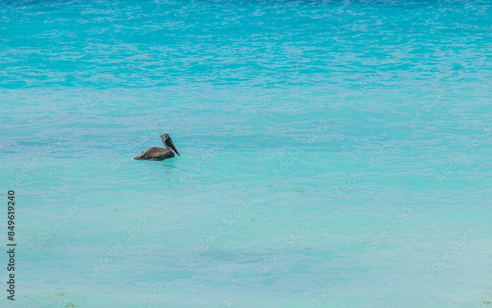 Fototapeta premium Gorgeous sight of a pelican floating on the Caribbean Sea.